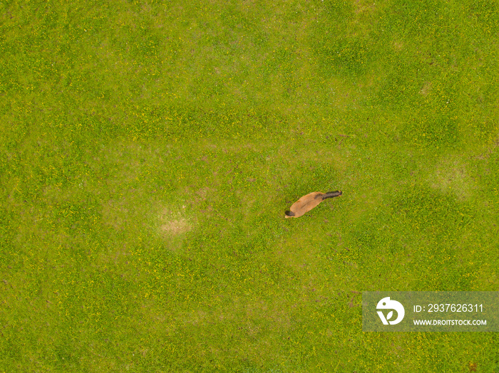 Aerial view of horses on pasture