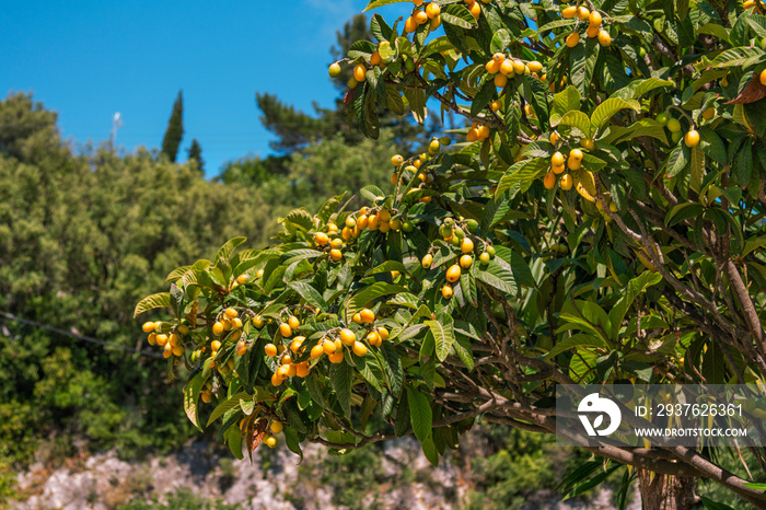 View of loquat Eriobotrya japonica tree branches with ripe yellow fruits over blue sky growing in a 