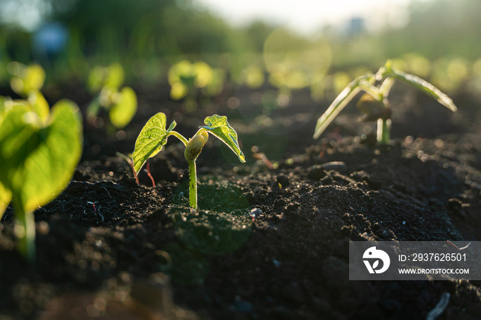 农业植物幼苗在花园和阳光下生长的步骤概念。新生命或开始或开始
