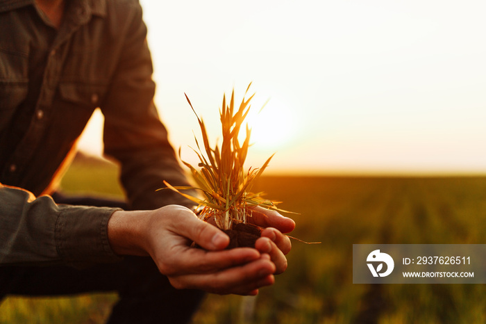 Closeup of a small bush of wheat grass in the hands of a young man on the green field. A boy dug up 