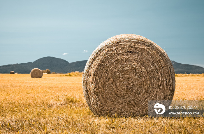 Country field with bales of hay