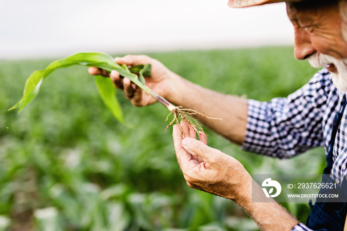 Sixty years old beard farmer control his corn cultivation field.