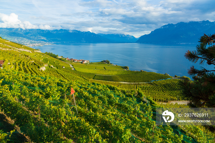 Lavaux, Switzerland: Lake Geneva and the Swiss Alps landscape seen from Lavaux vineyard tarraces in 