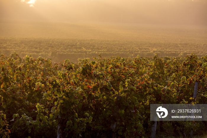 Morning light in the vineyards of Saint Georges de Montagne near Saint Emilion, Gironde, France