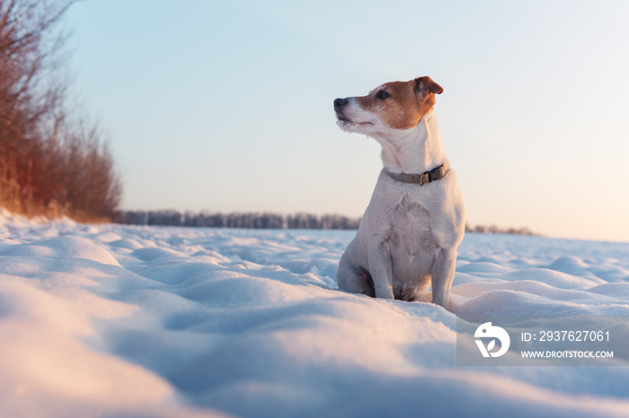 White jack russel terrier puppy on snowy field. Adult dog with serious gaze