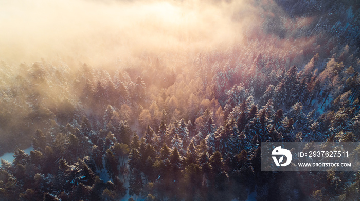 Breathtaking Sunrise over Pine Trees Forest in Winter. Sunlight Beams over Spruce Trees