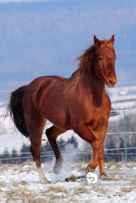 American Quarter Horse Jungpferd im Schnee