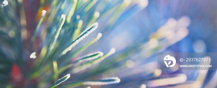 Young pine tree branch with a cone covered with hoarfrost, needles close-up. Evergreen coniferous fo