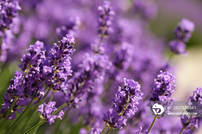 带蜜蜂的紫色薰衣草开花