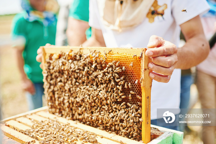 Beekeeper works with honeycomb full of bees outdoors at sunny day