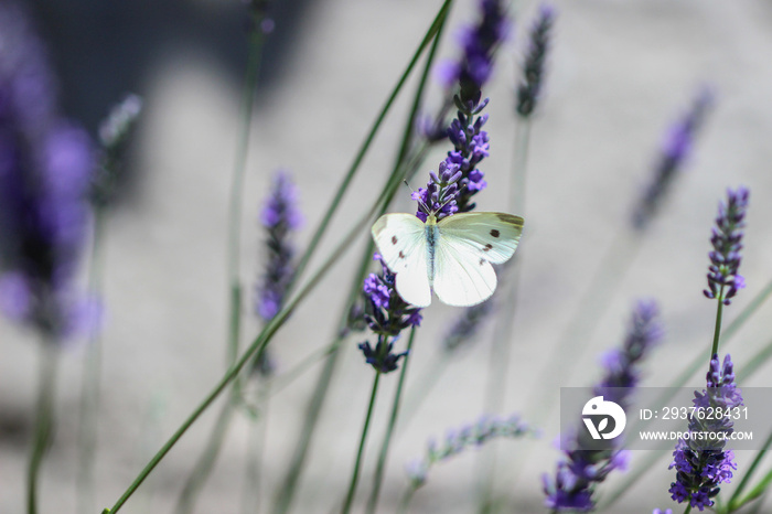 Kohlweißling Schmetterling (Pieris rapae) auf einer Lavendelblüte