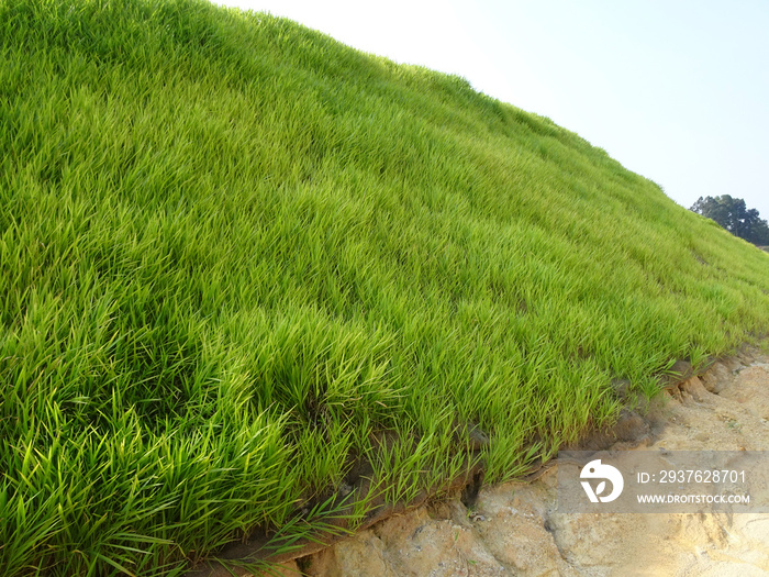 种植这种草是为了防止土壤边坡的侵蚀。它是使用喷洒gr的方法种植的。