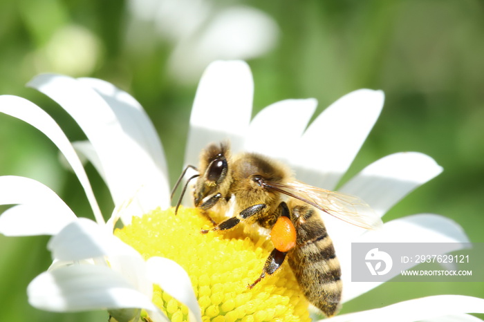 bee on a flower