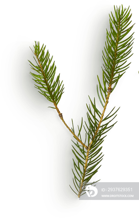 Winter Pine Branch