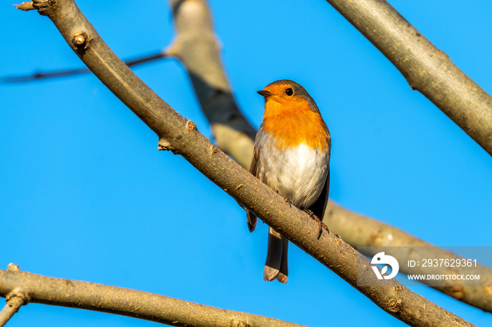 知更鸟红胸（Erithacus rubecula）是一种英国花园鸣禽，胸部经常是红色或橙色。