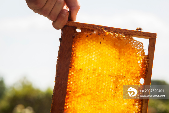 Close up of mans hand holding honeycomb frame