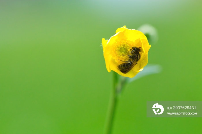 Wild honey bee sleeping in summer in the meadow in a yellow buttercup