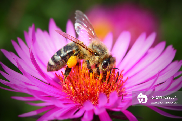 欧洲蜜蜂（Apis mellifera）为紫苑（Symphyotrichum dumosum）授粉。非常重要