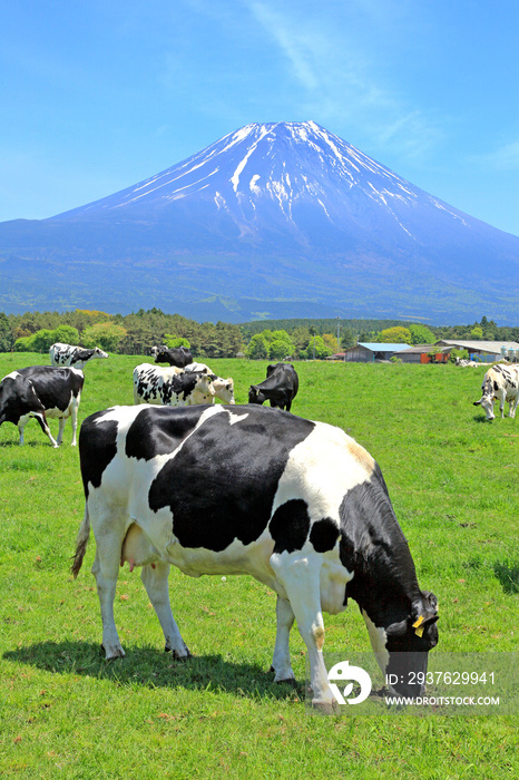 荷斯坦-弗里斯奶牛在日本富士山附近旭日高地的一个农场里吃草。