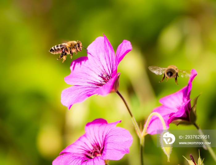 Bees flying to geranium flower blossoms