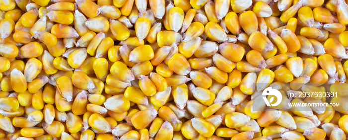 yellow corn kernels with visible details. Background or texture