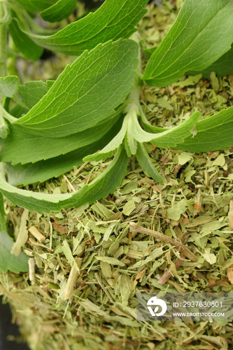 Stevia herb macro.  green stevia branches and dry crushed stevia leaves close-up.Natural sugar sugar