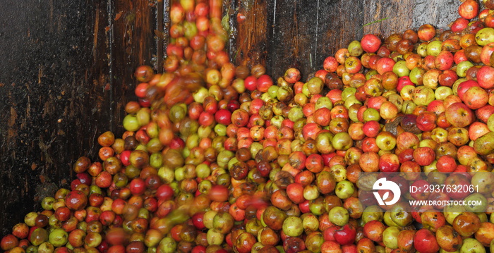 Harvested cider apples inside distillery in Somerset, United Kingdom