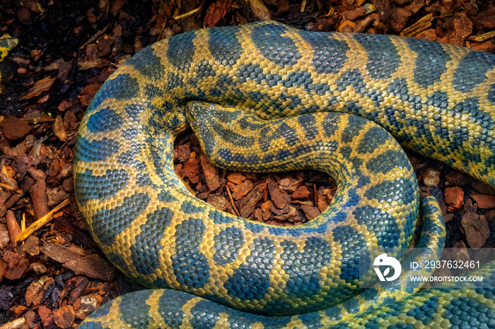 Single Yellow Anaconda - latin Eunectes notaeus - snake known also as Paraguayan anaconda natively i