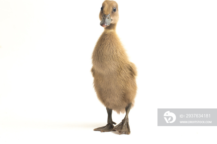 Grey cute duckling ( indian runner duck ) isolated on a white background