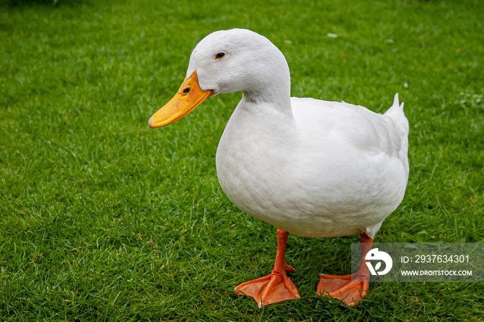 White duck