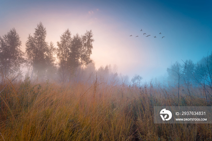 成群的鸭子在秋天雾蒙蒙的日出景观上飞翔。
