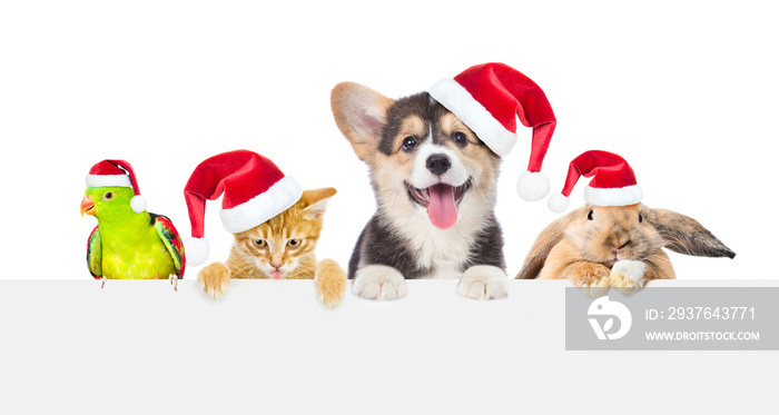 一群戴着红色圣诞帽的宠物，在空白板上。被隔离在白色背景上。空间
