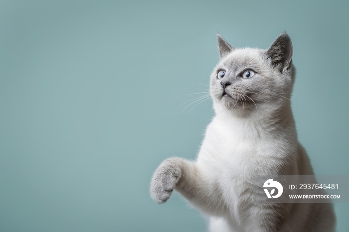 Beautiful young cat with a raised paw with place for text.