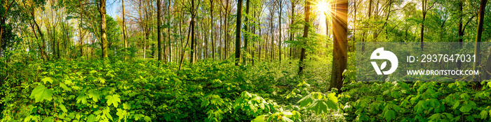 Wald Panorama mit durch die Bäume scheinender Sonne