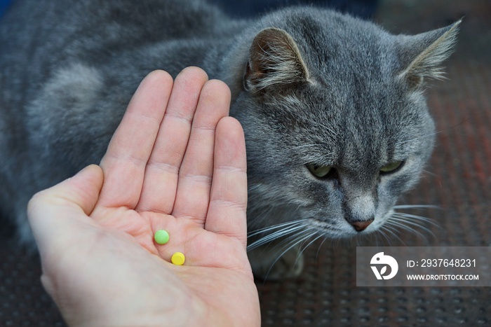 две таблетки на открытой ладони у серого кота