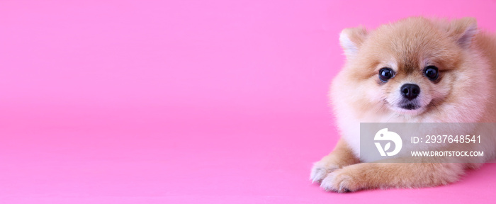 Pomeranian dog with pink backdrop and copy space.