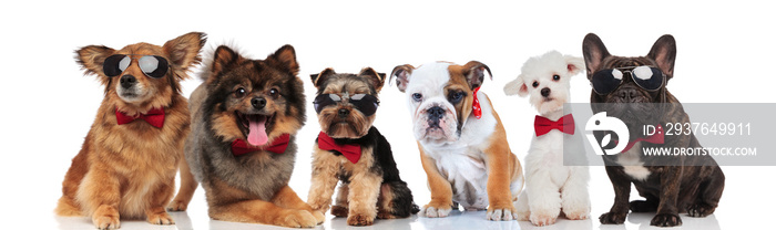 六只不同品种的可爱小狗，系着领结