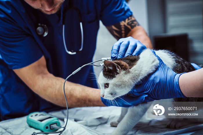 Cat on a medical examination at a veterinary clinic, measuring the blood pressure