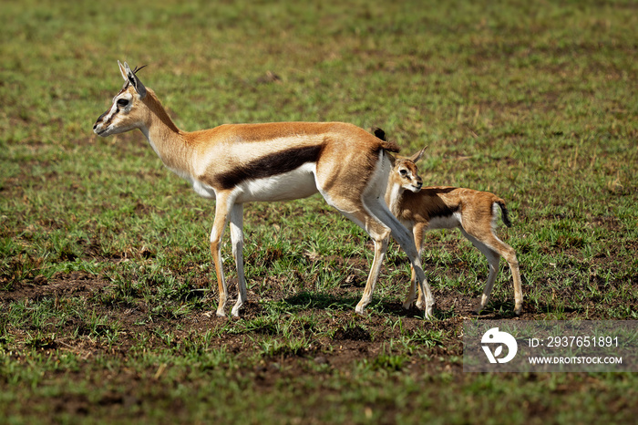 Thomson Gazelle-Eudorcas thomsoni叫Tommie，躺在肯尼亚马赛马拉保护区的草地上。