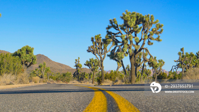低角度：空旷的道路穿过一个国家公园，公园里种满了丝兰棕榈树。