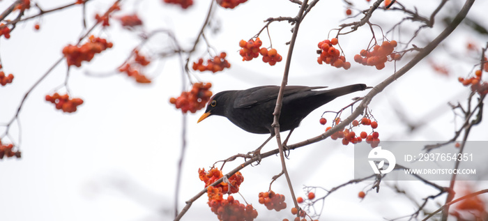 A blackbird sits on a branch with copyspace