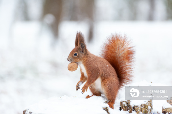 Portrait of squirrels  on a background of white snow