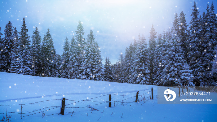 Hintergrund Winterlandschaft mit Textfreiraum für Weihnachtskarten, Schneebedeckte Walfwiese mit Zau