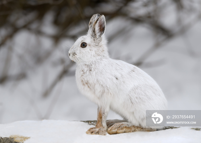 White Snowshoe Hare Sitting on Rock Covered in  Snow in Winter