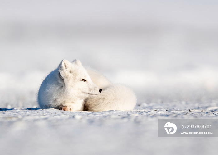 Arctic Fox