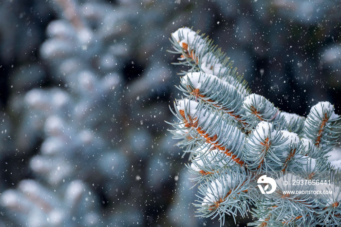 降雪期间背景模糊的雪覆盖的云杉树枝