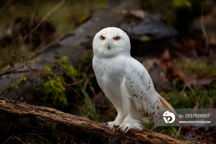 Snowy Owl in the forest