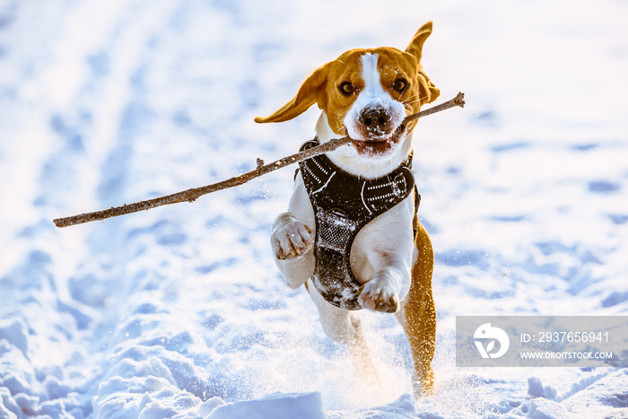 Beagle dog runs on snow  with a stick towards camera in a winter sunny day