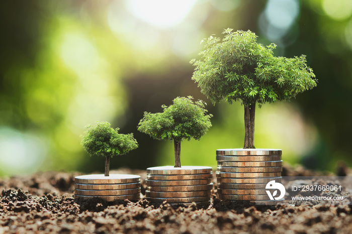 tree growing step on coins. concept finance and accounting