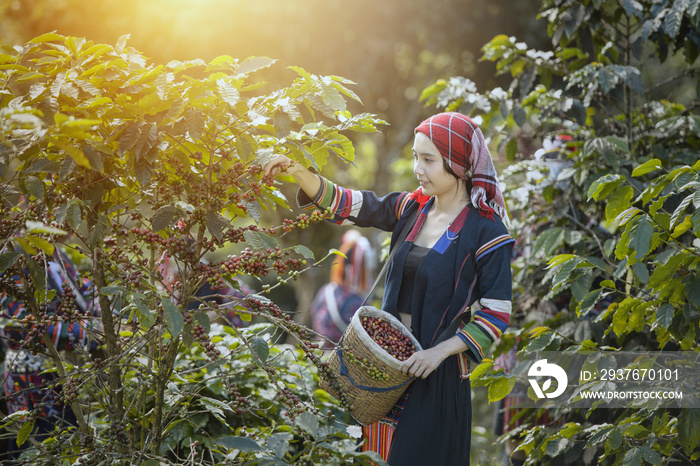 女人在农场里种植阿拉比卡咖啡浆果和成熟的咖啡豆